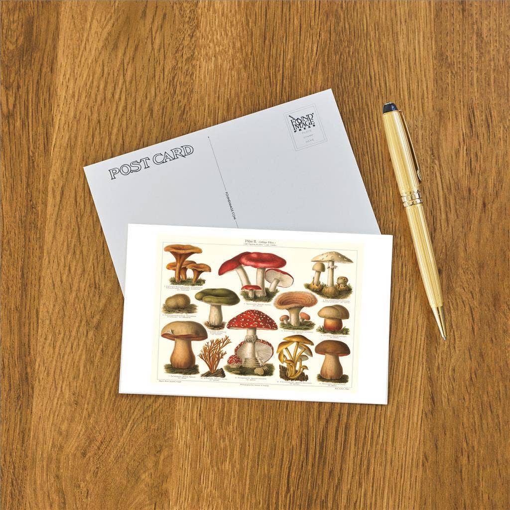 Postcard PL-12 Varieties of Mushroom