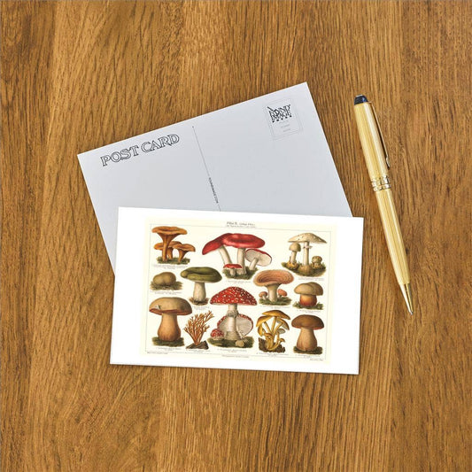 Postcard PL-12 Varieties of Mushroom