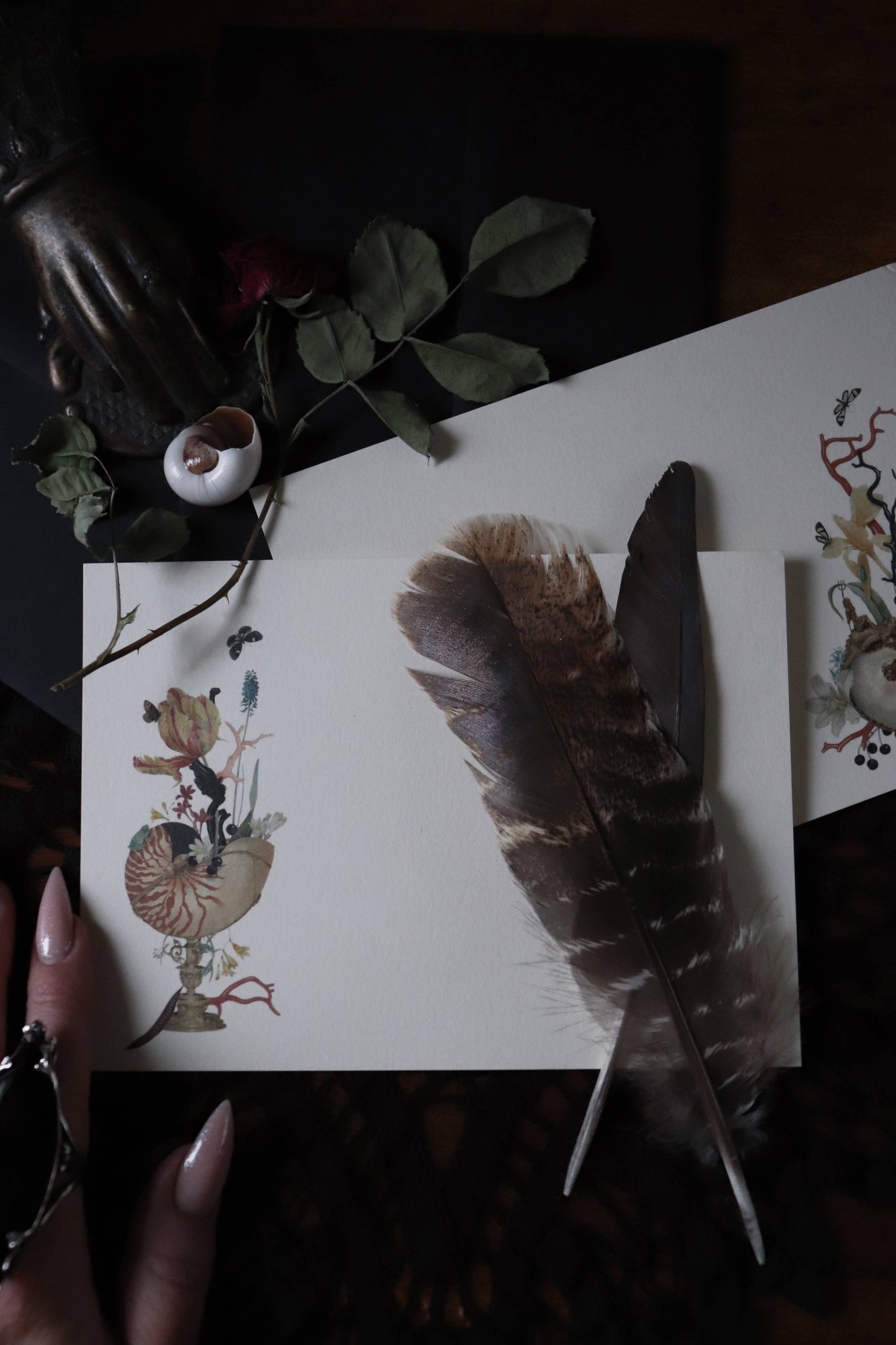 Nautilus 1 Notecard Set
