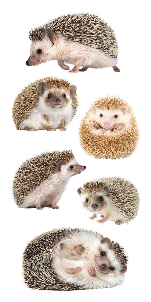Decorative Stickers - Hedgehogs