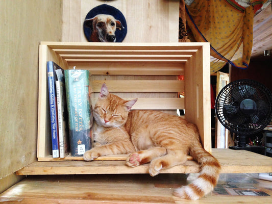 Book Cat Sticker