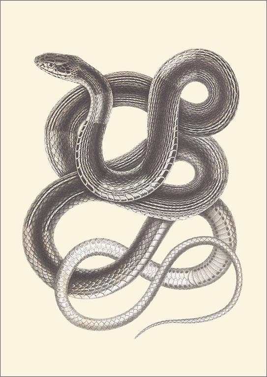 Postcard AN-407 Interwoven Snake