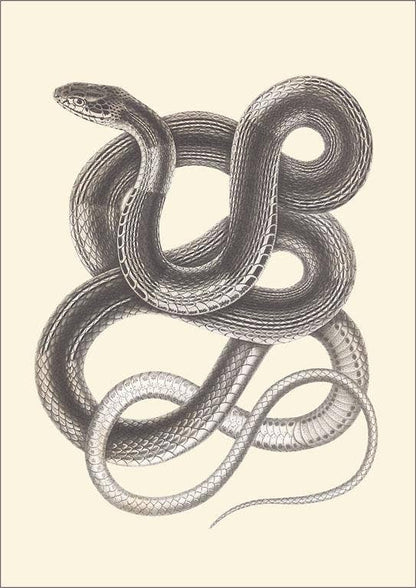 Postcard AN-407 Interwoven Snake