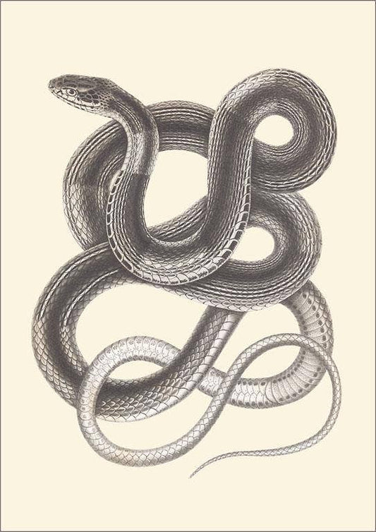 Postcard AN-407 Interwoven Snake