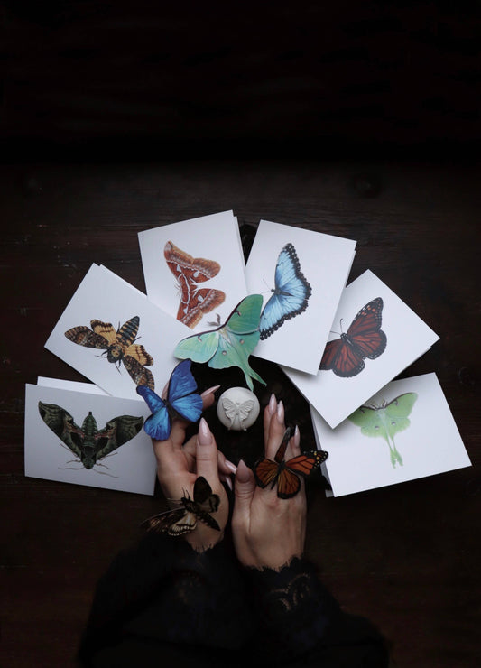 Pandora Sphinx Moth Greeting Card