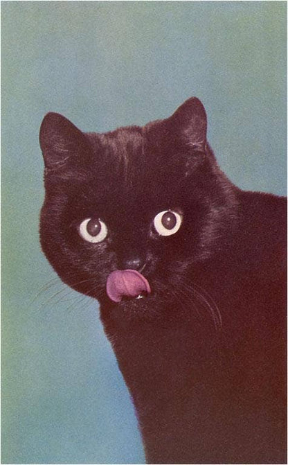 Postcard NP-413 Black Cat Licking Chops