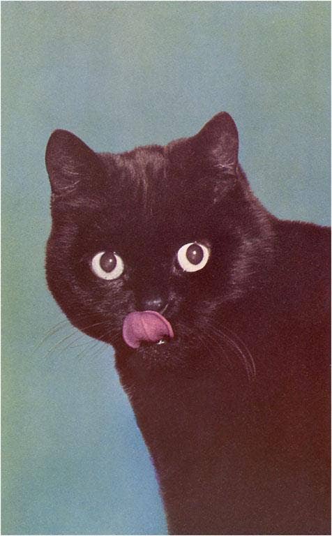Postcard NP-413 Black Cat Licking Chops