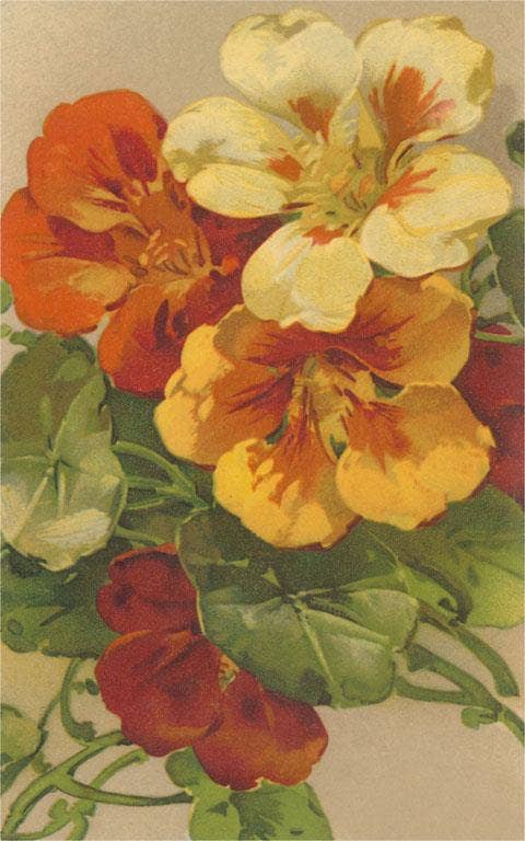 Postcard FC-327 Nasturtiums