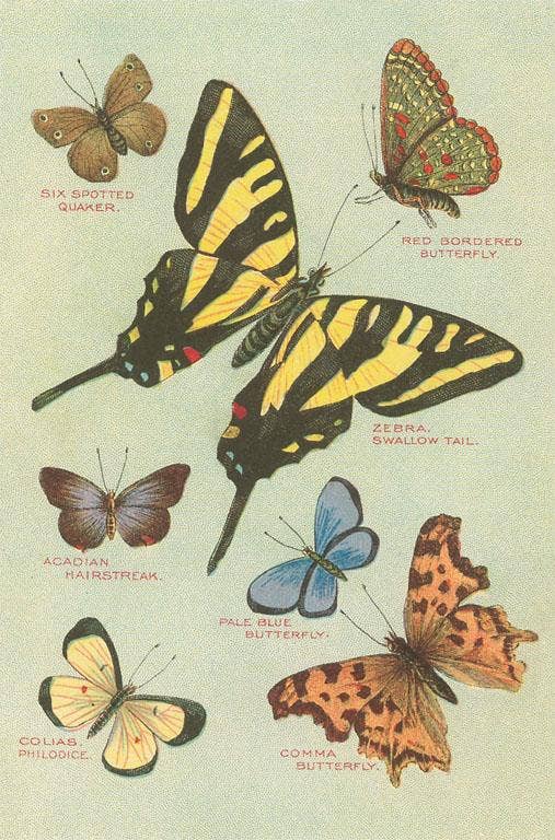 Postcard IS-24 Butterflies