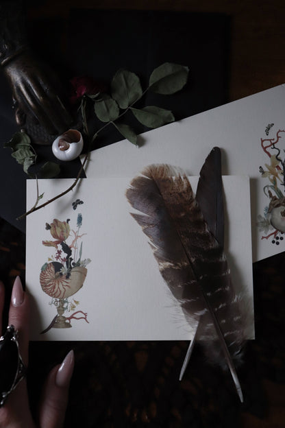 Nautilus 1 Notecard Set