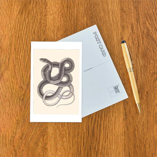 Postcard AN-407 Interwoven Snake