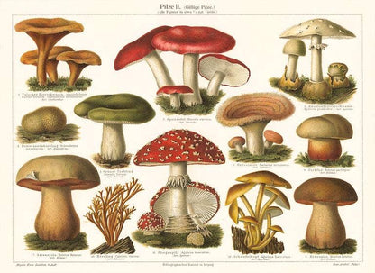 Postcard PL-12 Varieties of Mushroom