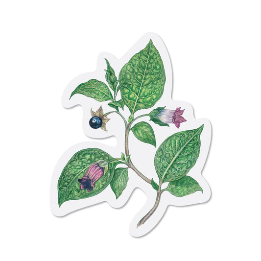 Deadly Nightshade Sticker
