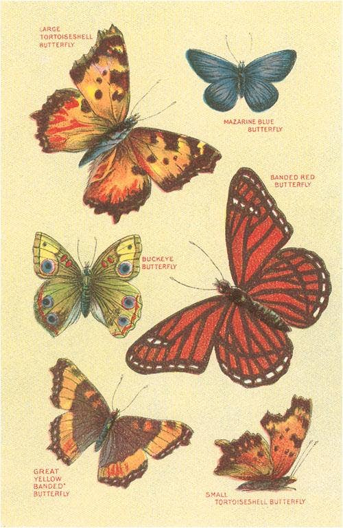 Postcard IS-22 Butterflies