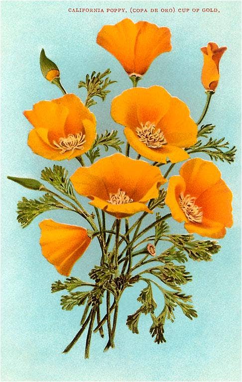 Postcard CA-307 California Poppies